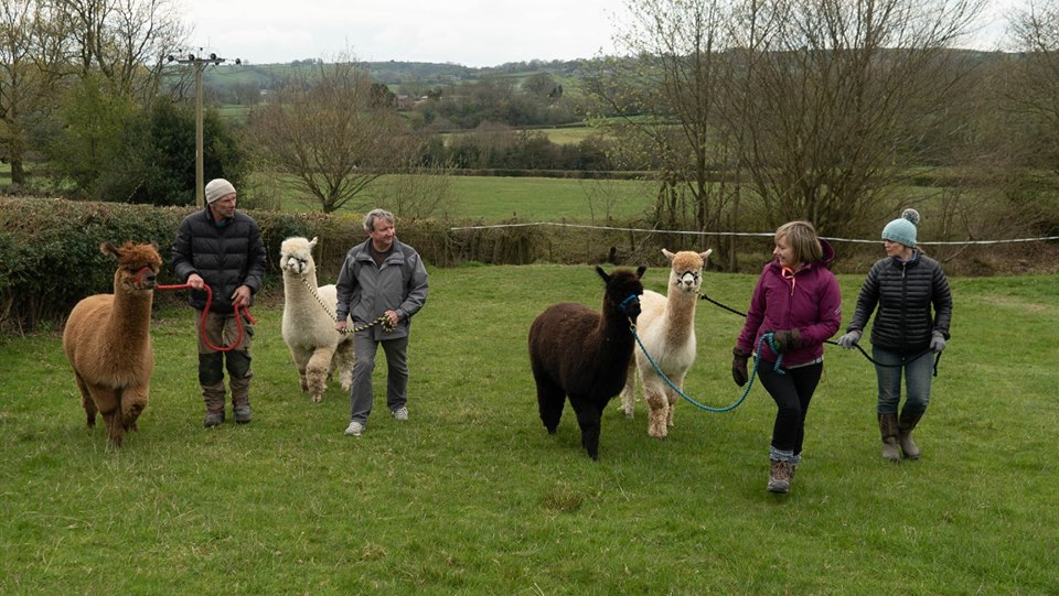 Alpaca Walking Derbyshire