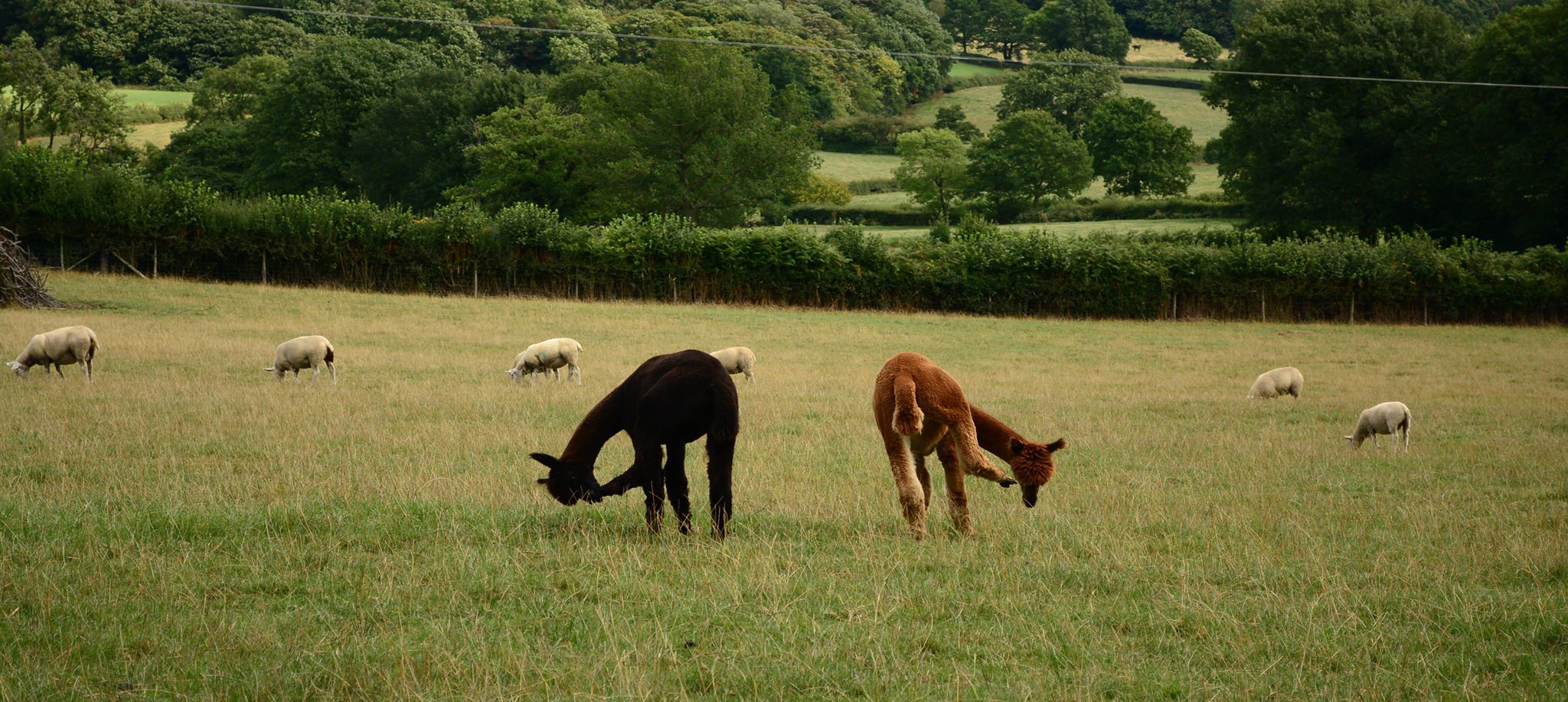 Alpaca Walking Derbyshire