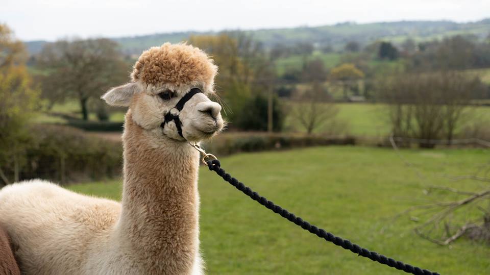 Alpaca Walking Derbyshire