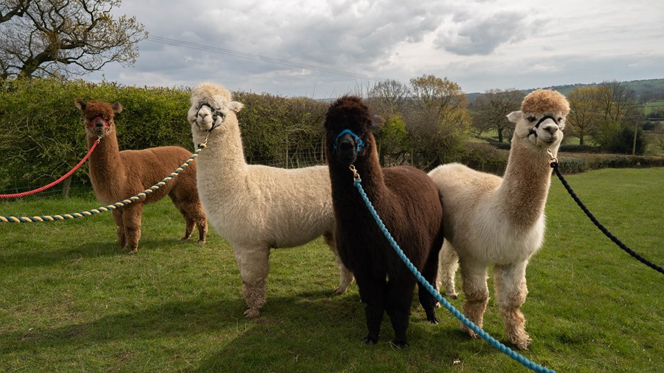 Alpaca Walking Derbyshire