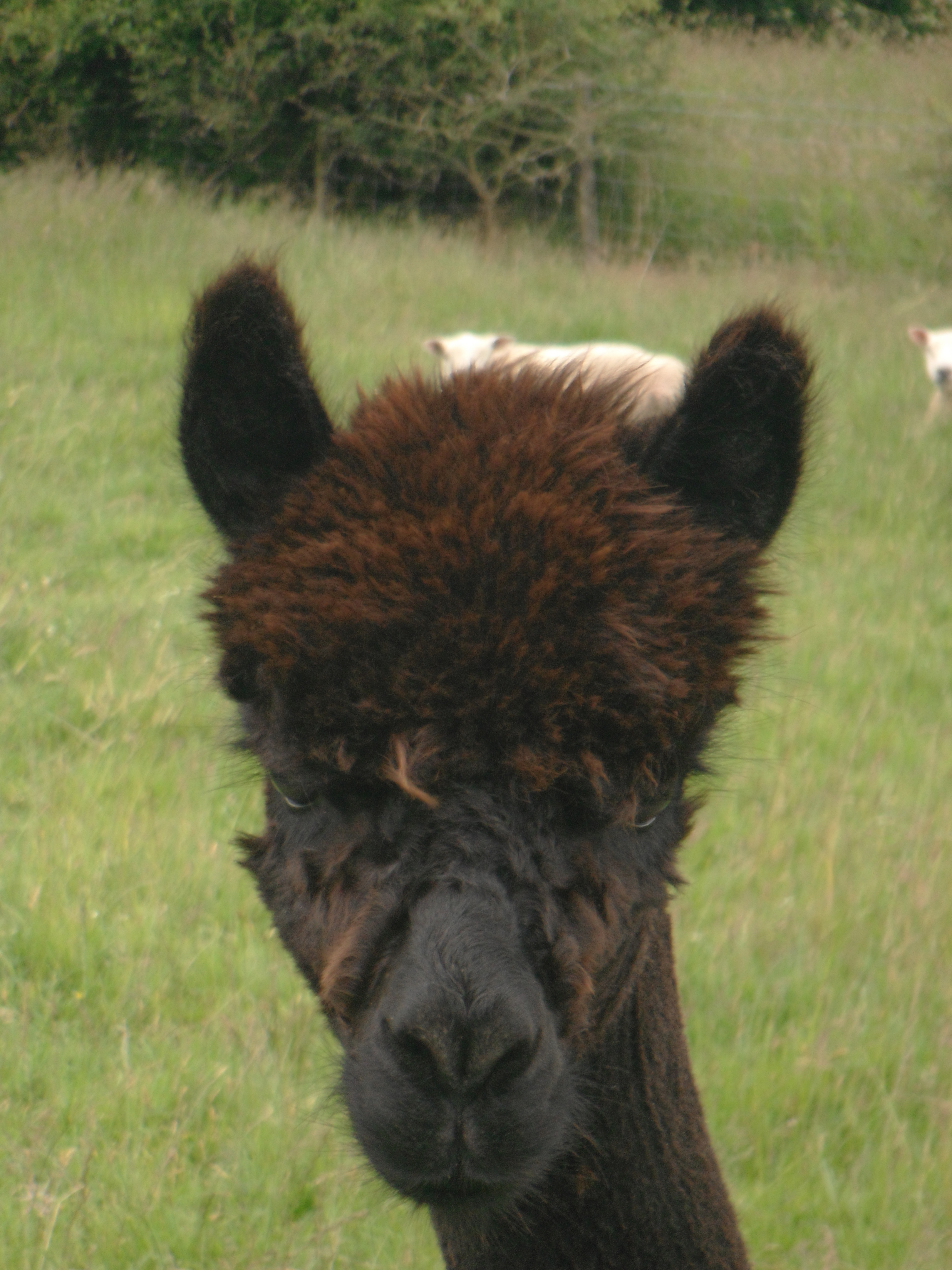 Alpaca Walking Derbyshire