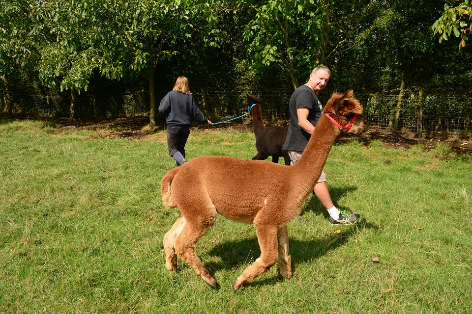 Alpaca Walking Derbyshire