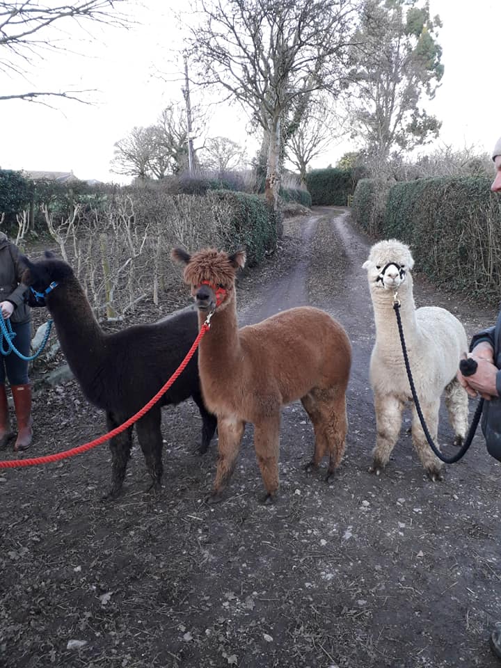 Alpaca Walking Derbyshire