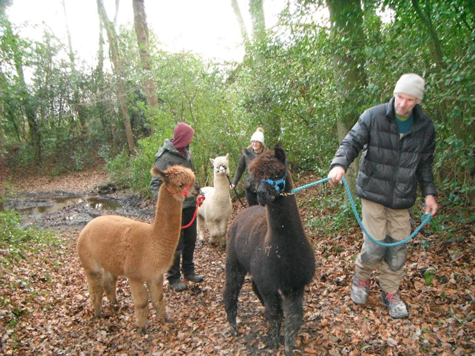 Alpaca Walking Derbyshire