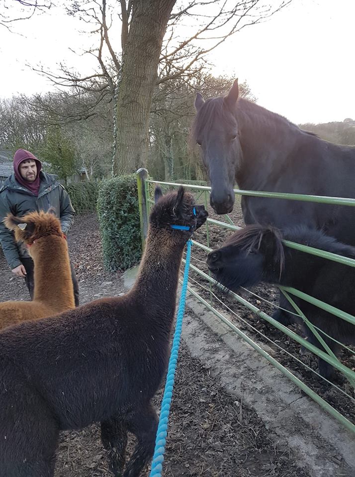 Alpaca Walking Derbyshire