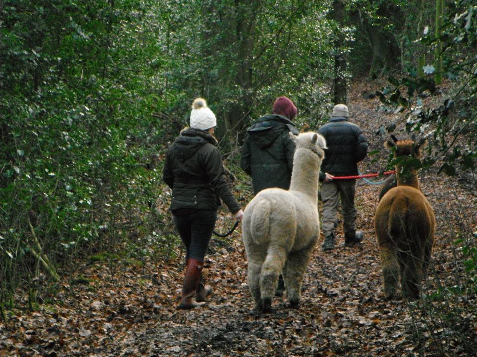 Alpaca Walking Derbyshire