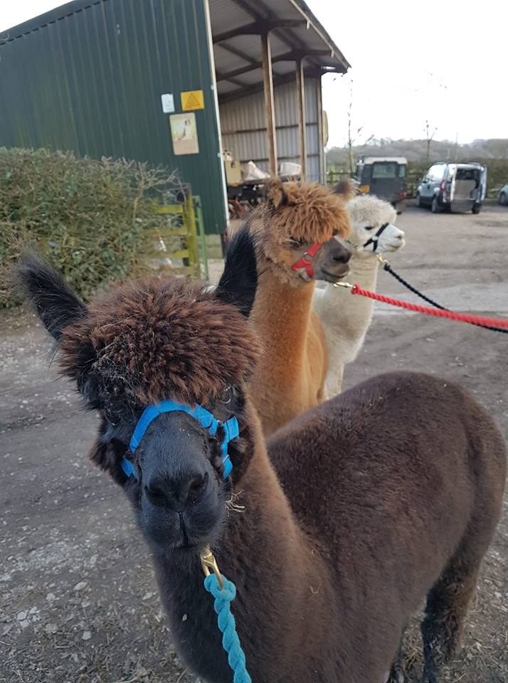 Alpaca Walking Derbyshire