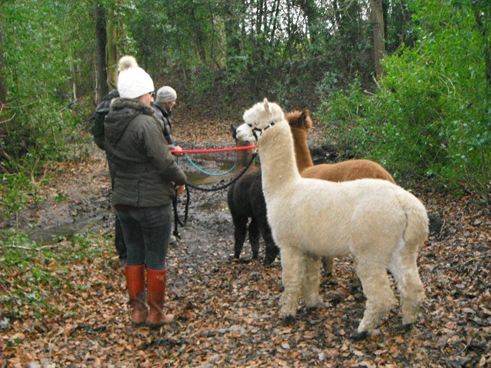 Alpaca Walking Derbyshire