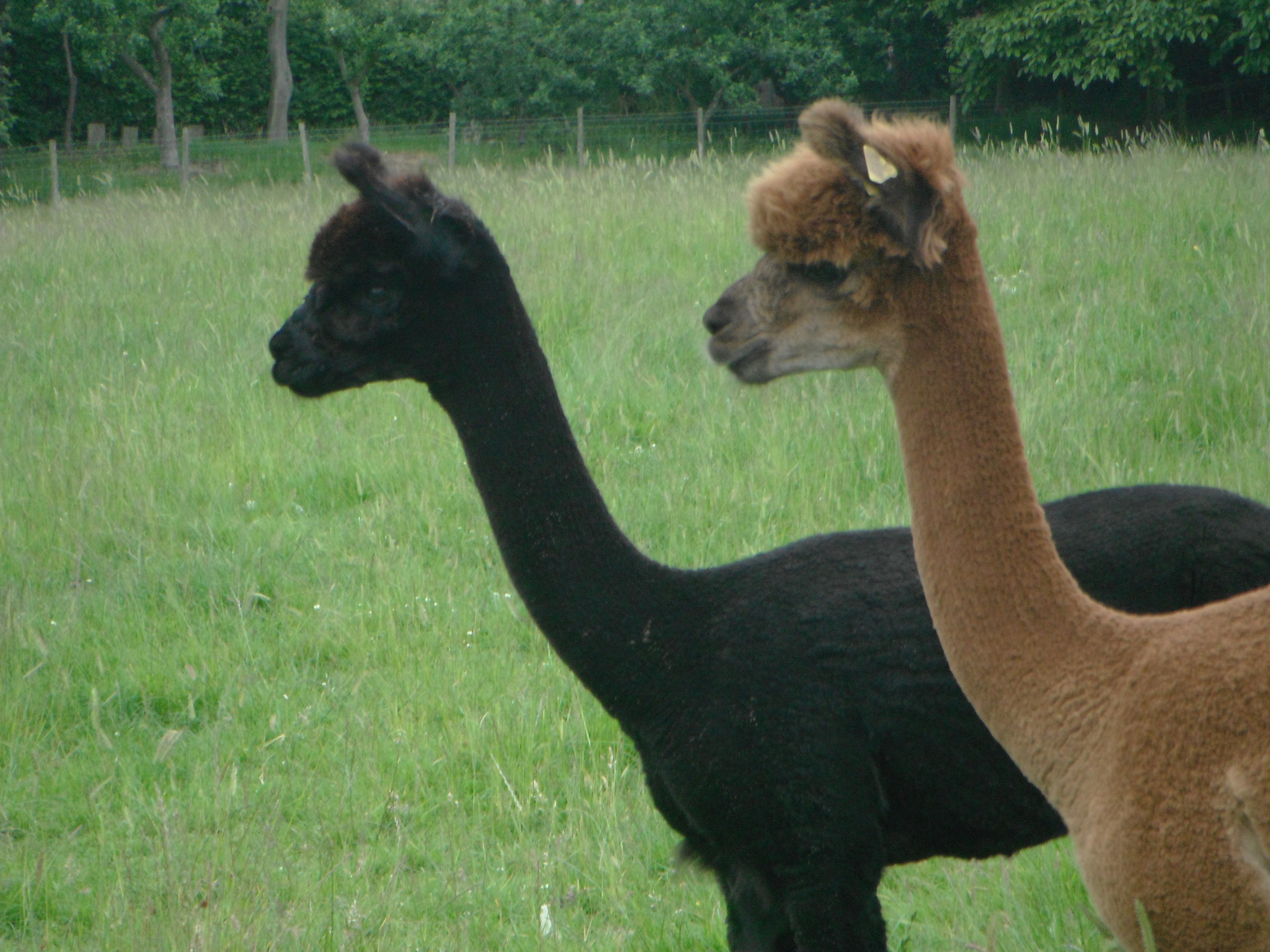 Alpaca Walking Derbyshire