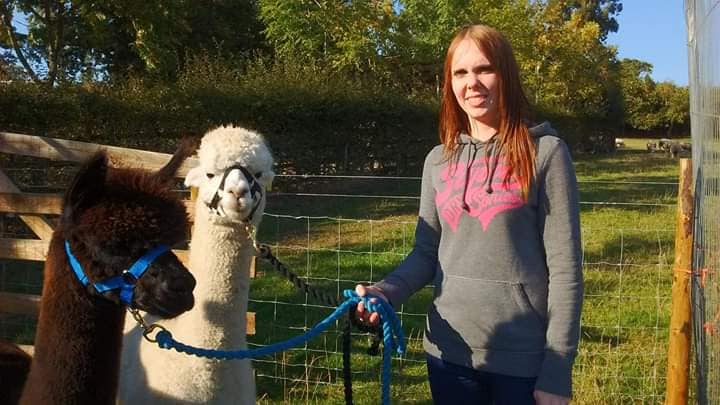 Alpaca Walking Derbyshire