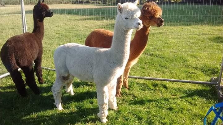 Alpaca Walking Derbyshire