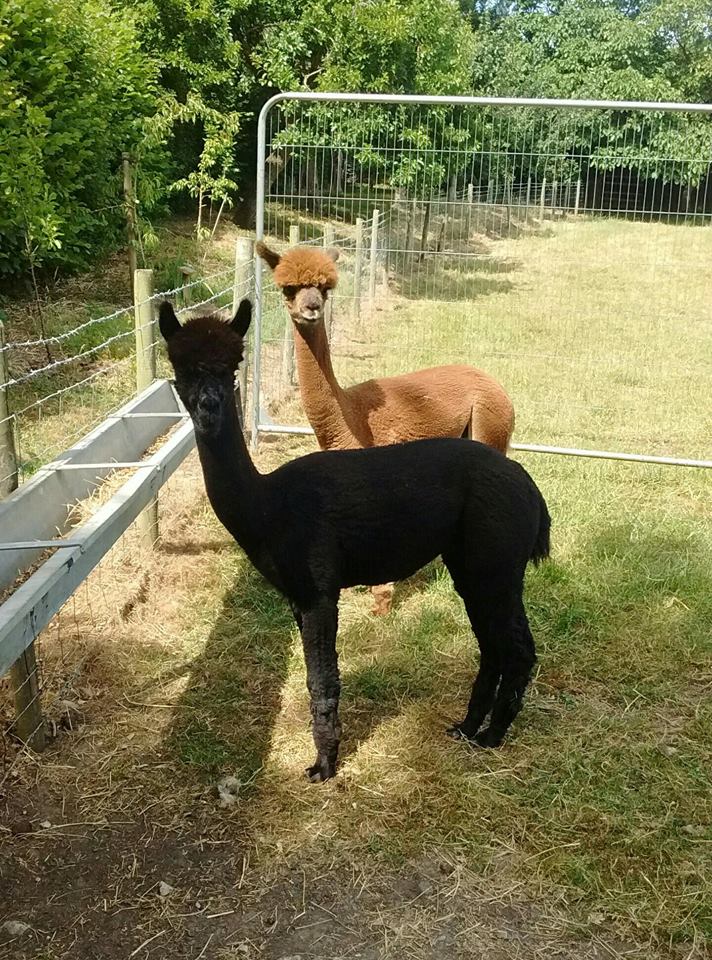 Alpaca Walking Derbyshire