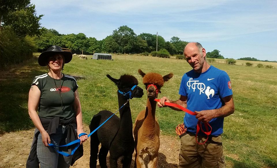 Alpaca Walking Derbyshire