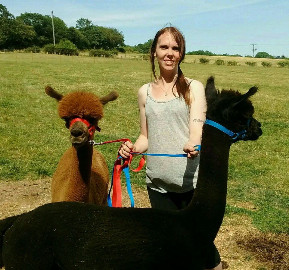 Alpaca Walking Derbyshire