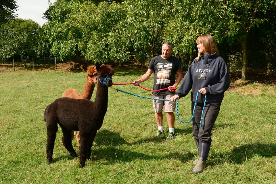 Alpaca Walking Derbyshire