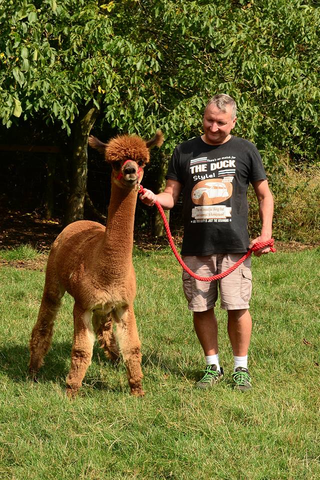 Alpaca Walking Derbyshire