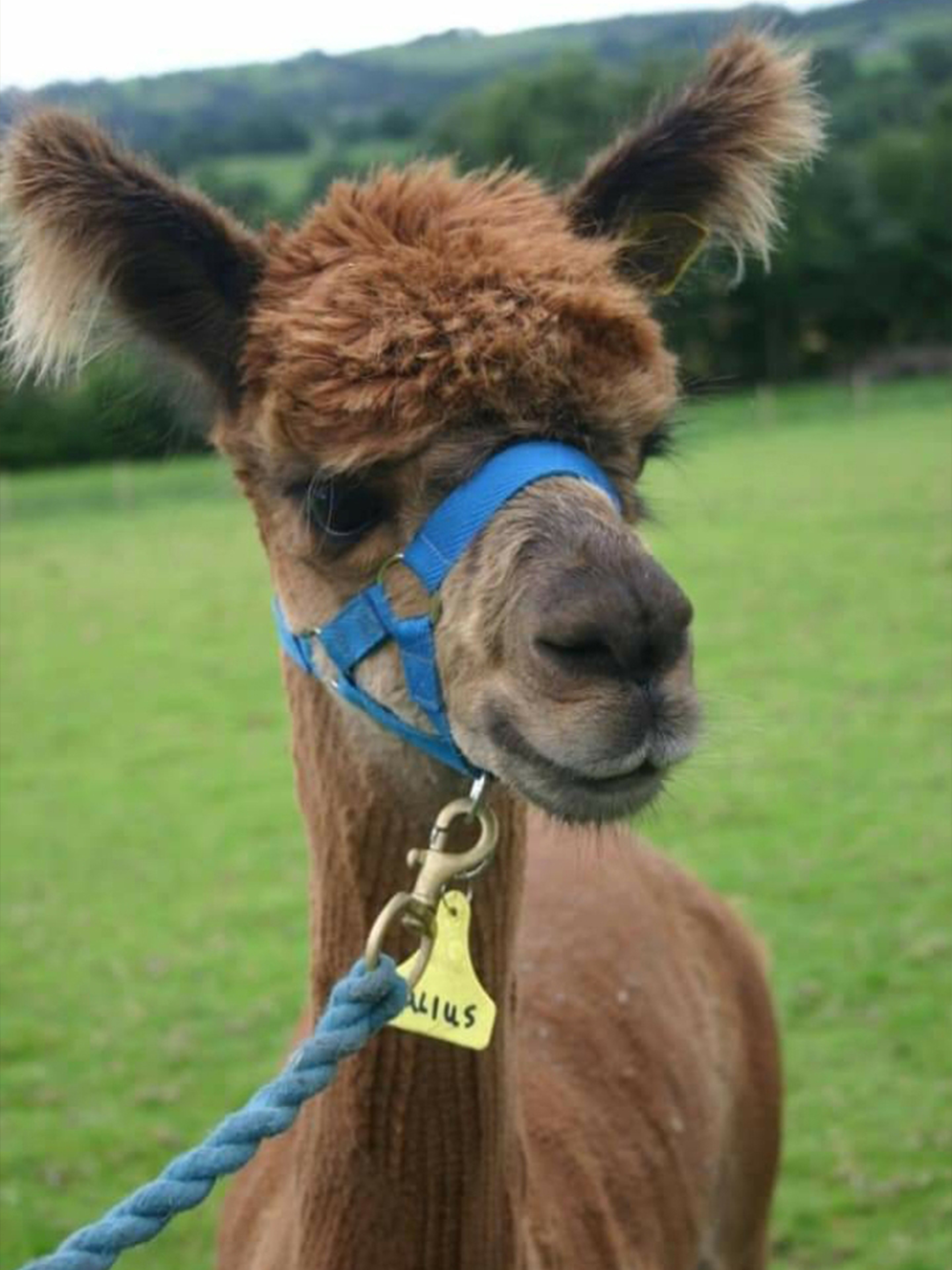 Adopt an Alpaca