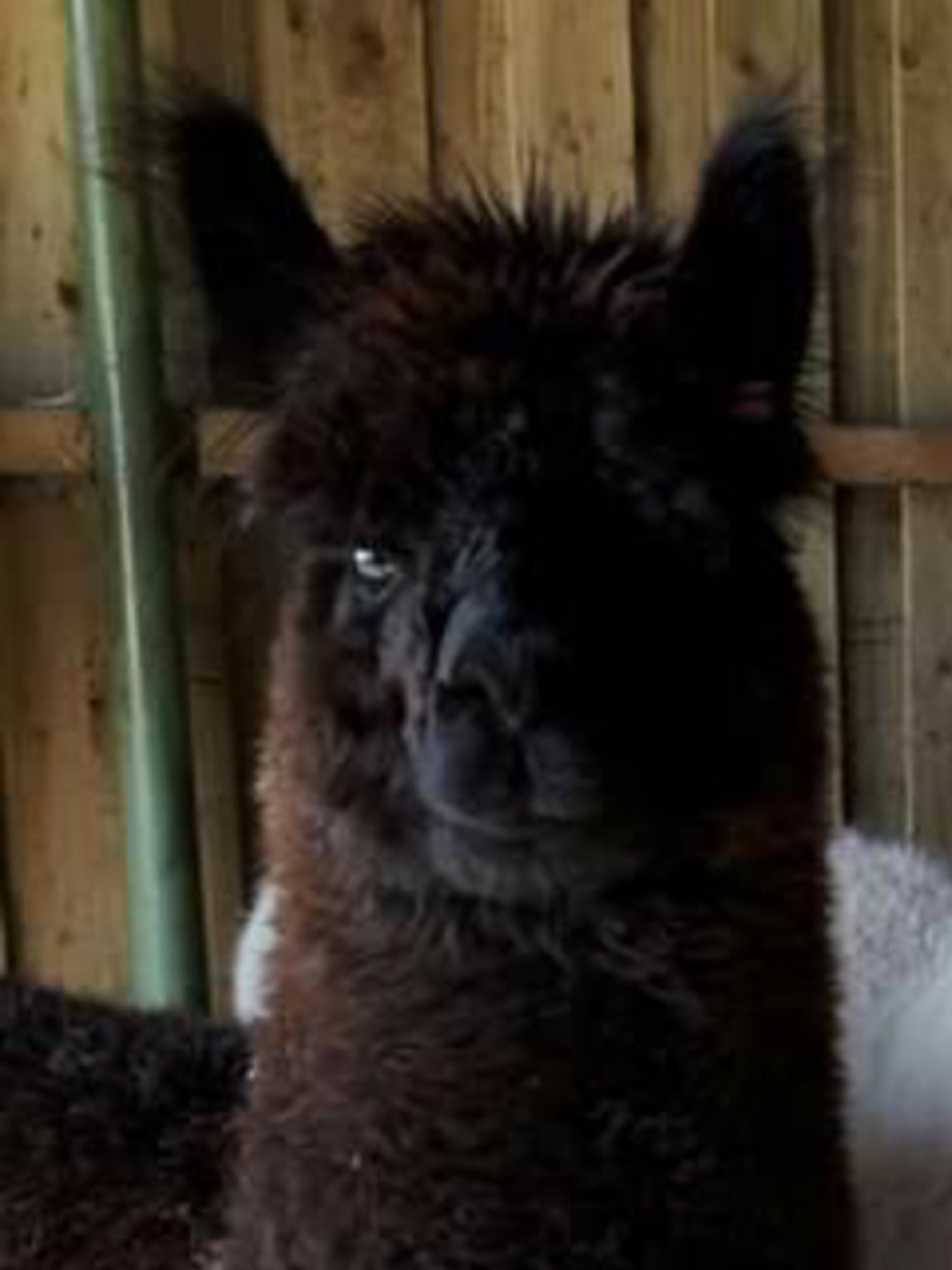 Adopt an Alpaca